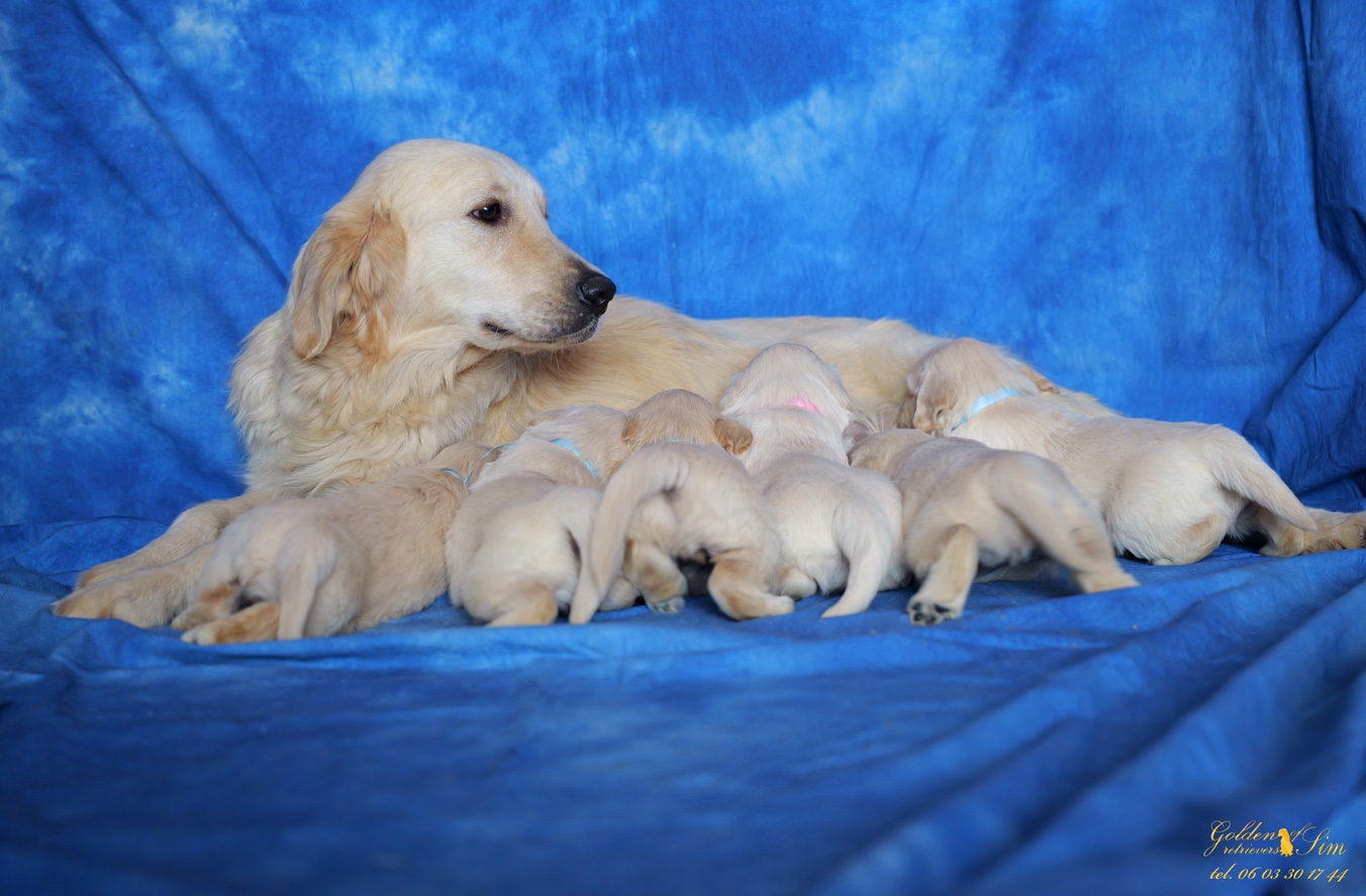 Photos Golden Retrievers