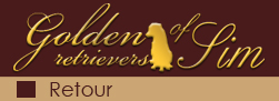 Golden retriever, chiot golden retriever, chien golden retriever, Domaine of Sim, levage, leveur golden retriever